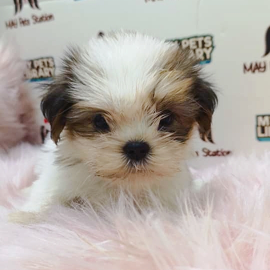 Shih Tzu Puppy (Female) For Sale