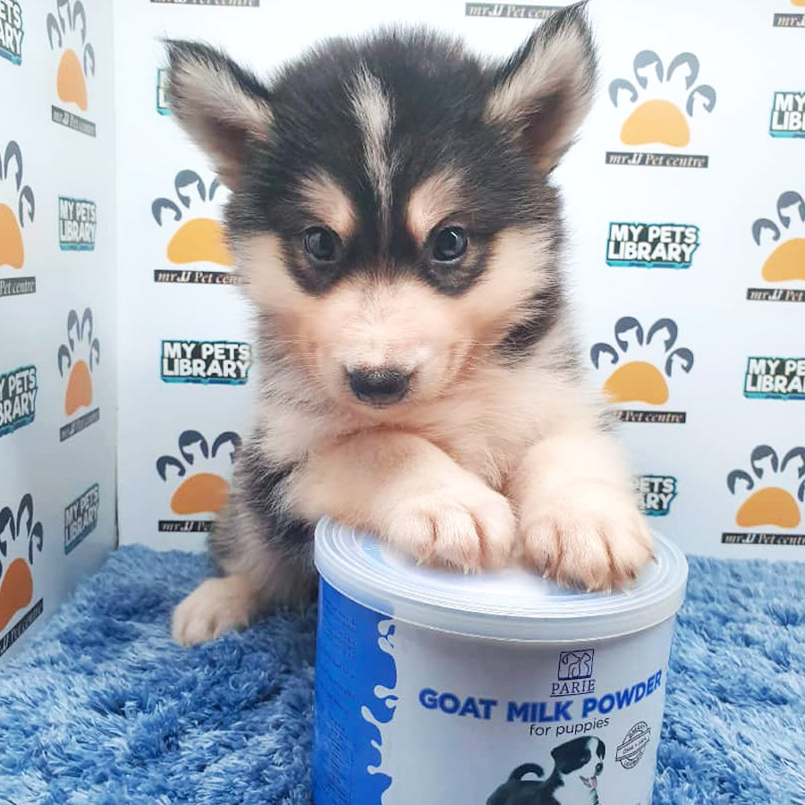 Siberian Husky For Sale (Male)