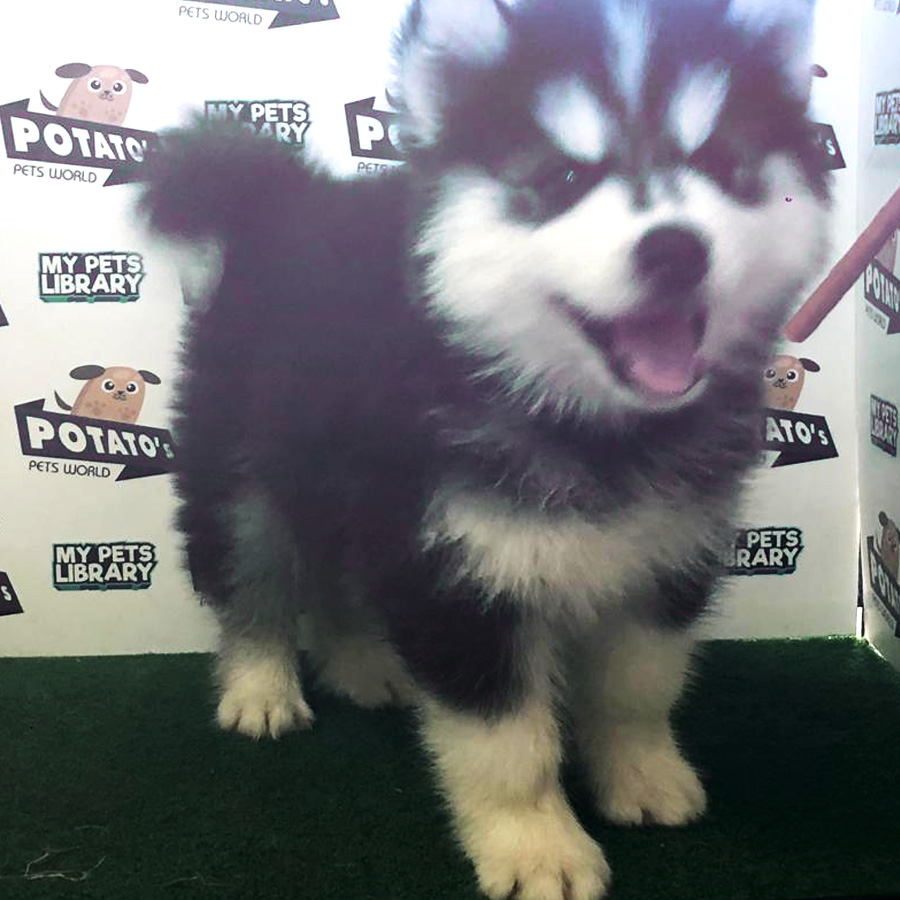 Wooly Husky Puppy For Sale (Male)