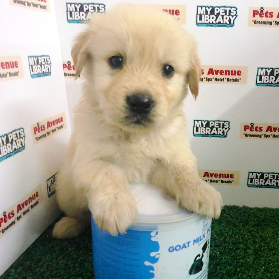 Cream Golden Retriever Puppy (Male) For Sale