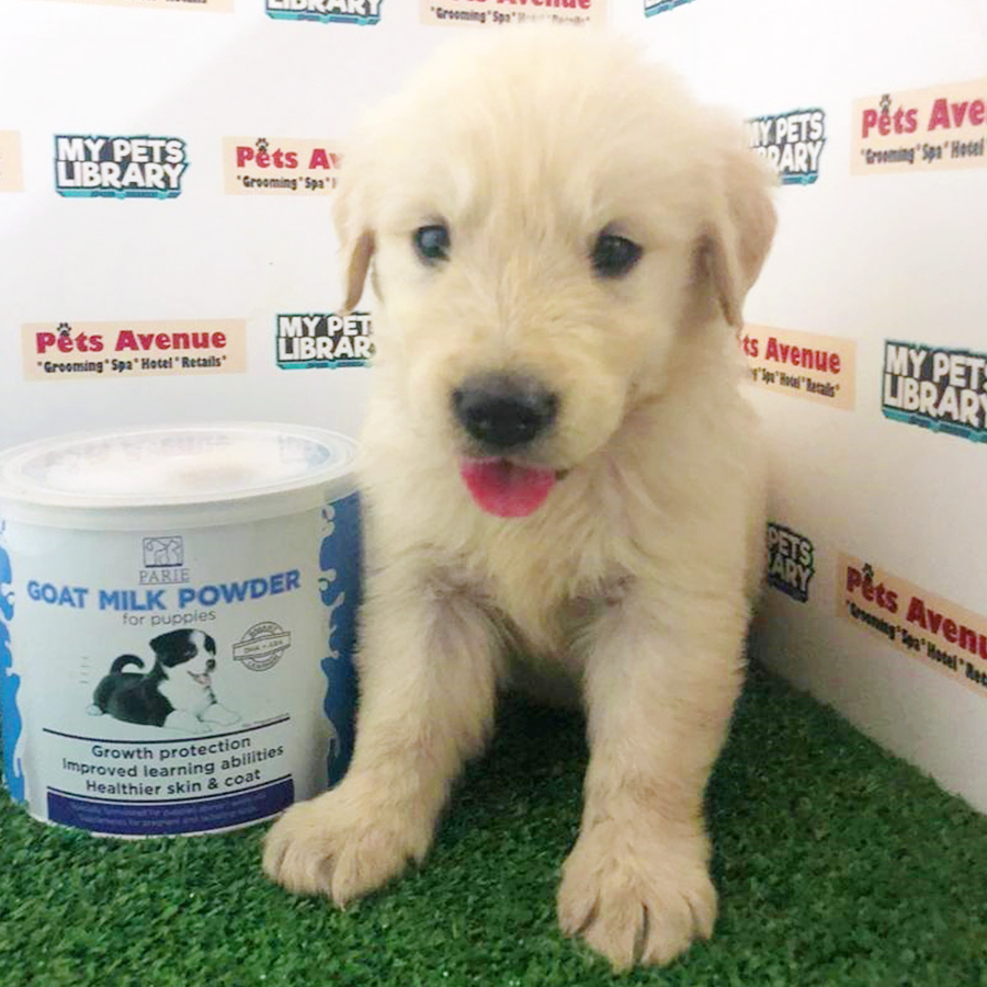 Cream Golden Retriever Puppy (Male) For Sale