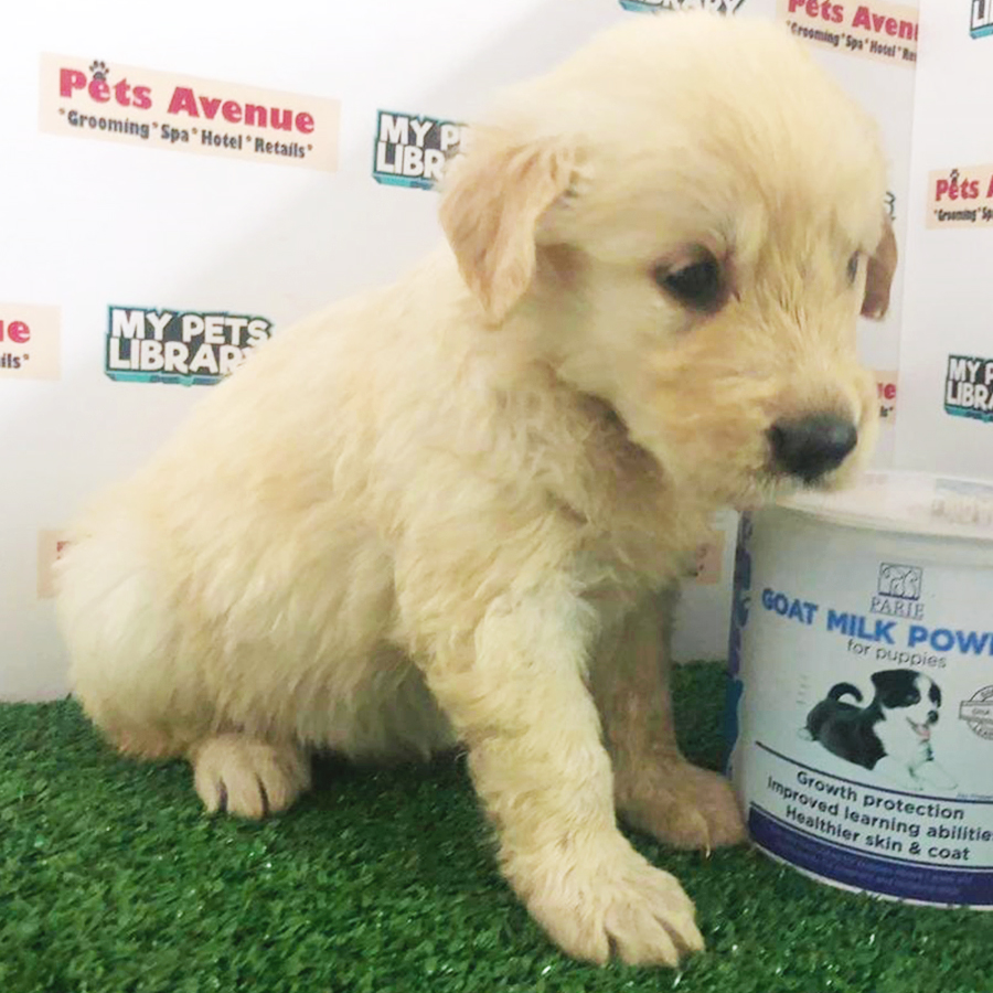 Cream Golden Retriever Puppy (Female) For Sale