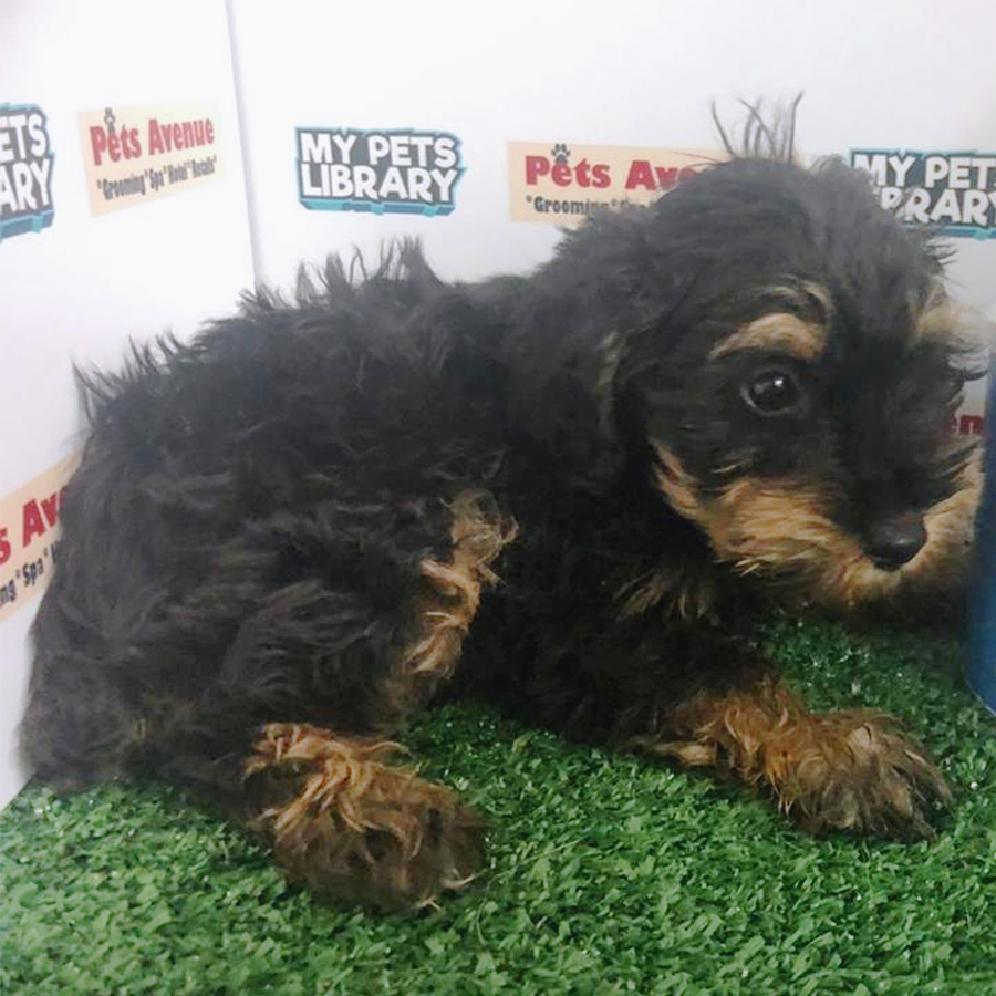 Black & Tan Schnoodle Puppy (Female) For Sale