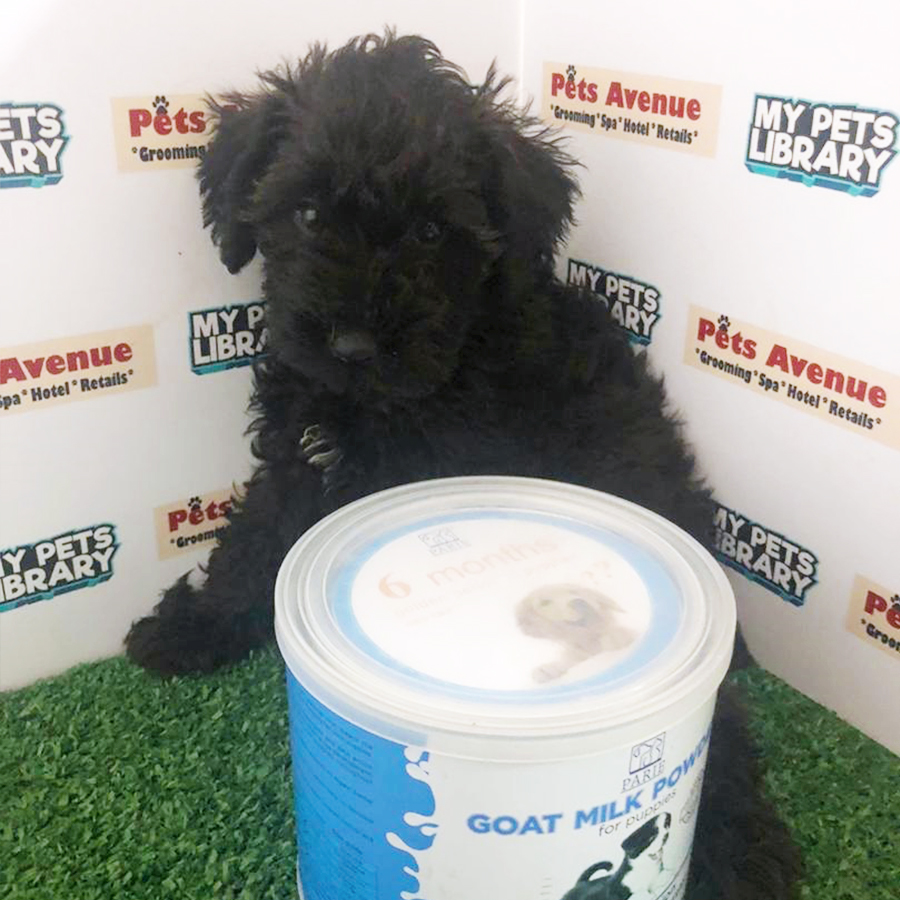 Black Toy Poodle Puppy (Female) For Sale