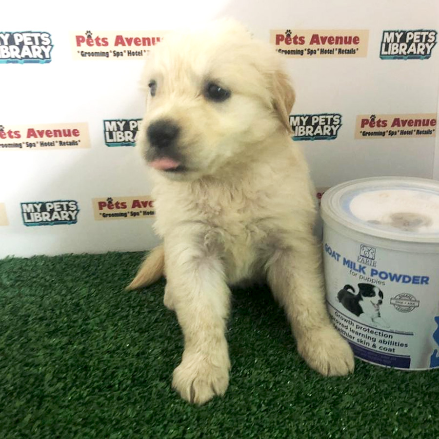 Cream Golden Retriever For Sale (Female)