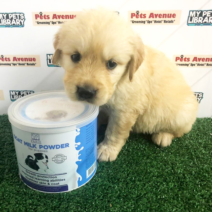 Golden Retriever Puppy For Sale (Male)