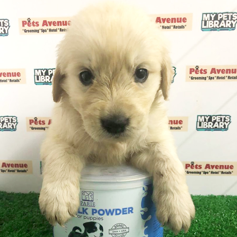 Cream Golden Retriever Puppy For Sale (Male)
