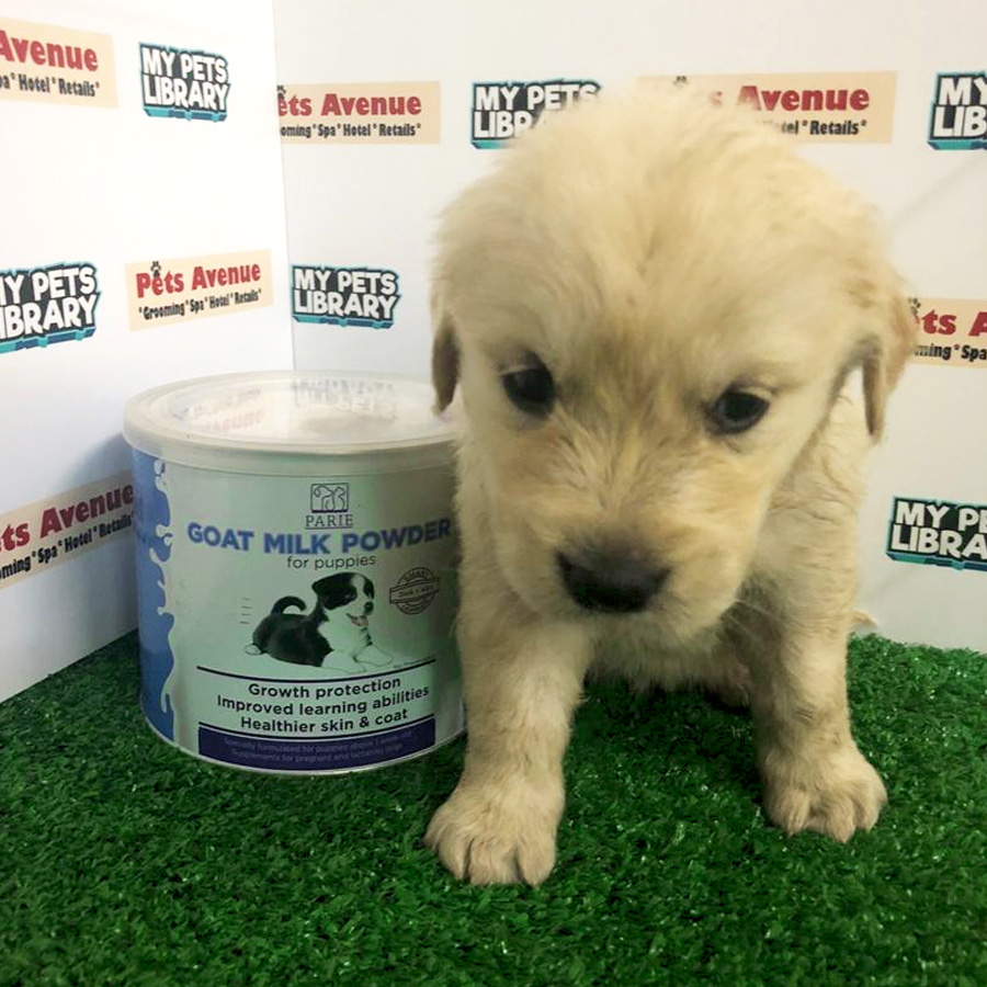 Golden Retriever Puppy For Sale (Female)