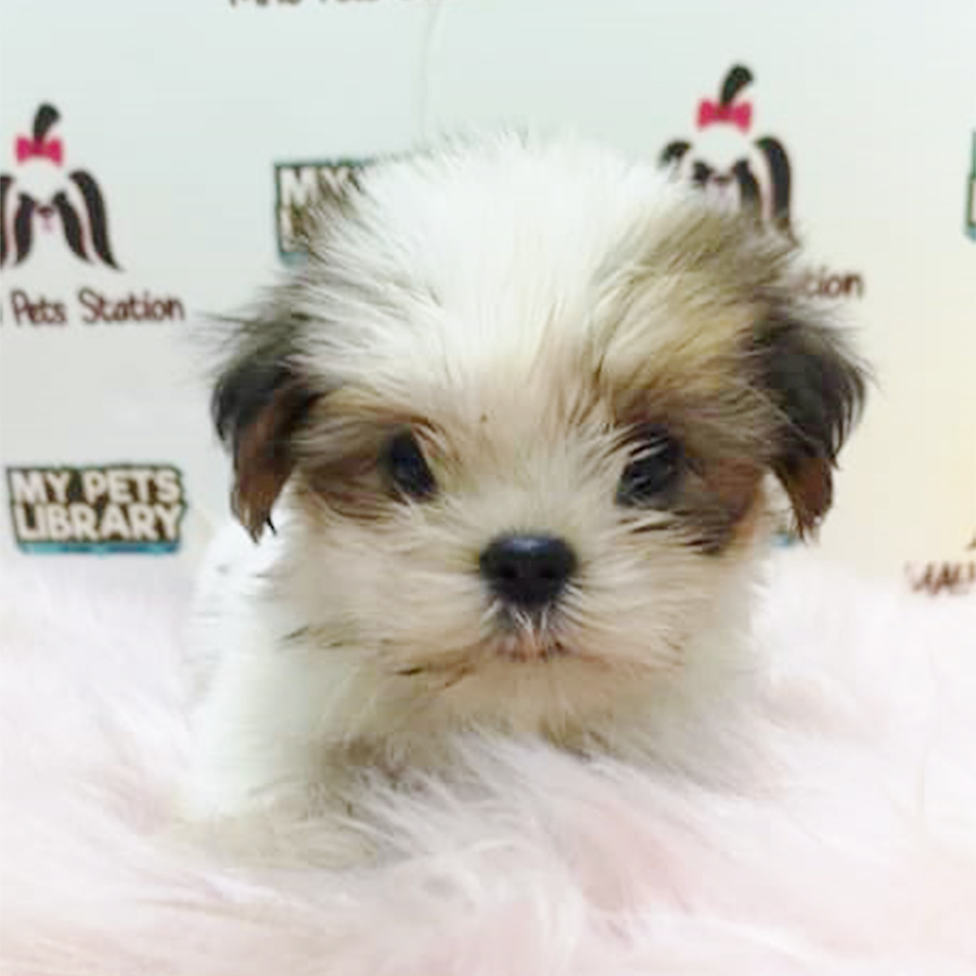 Tri Colour Shih Tzu Puppy (Female) For Sale