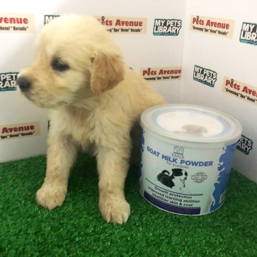 Cream Golden Retriever Puppy For Sale (Female)