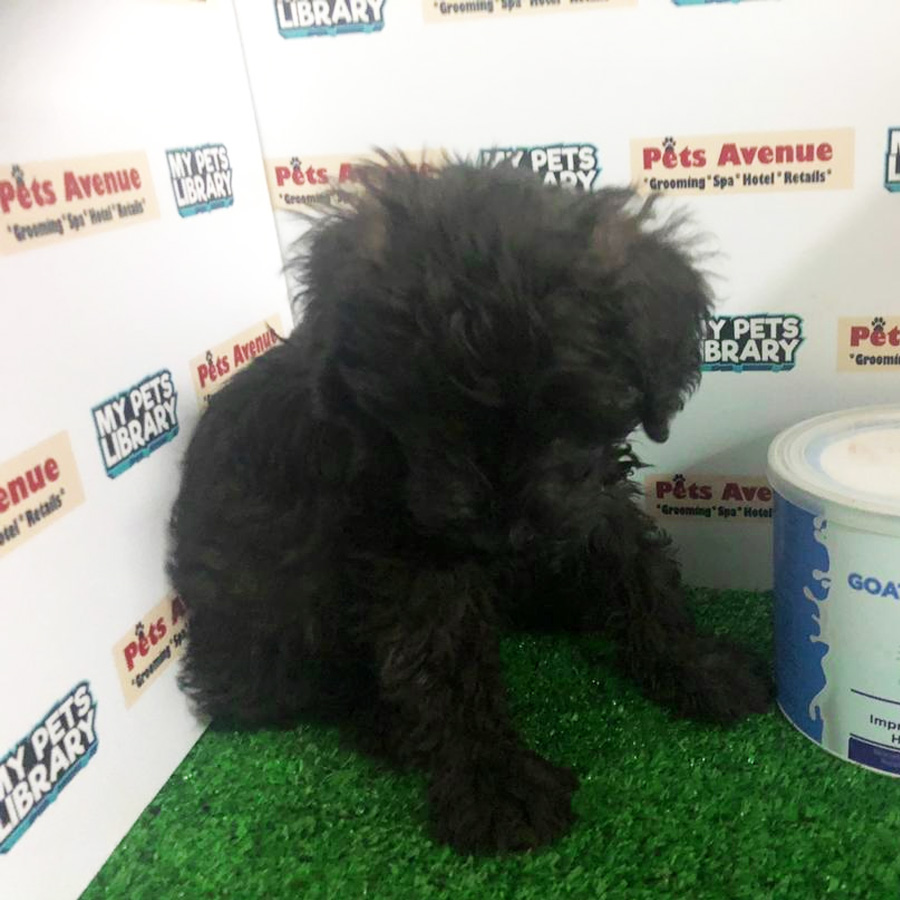 Toy Poodle Puppy For Sale (Male)