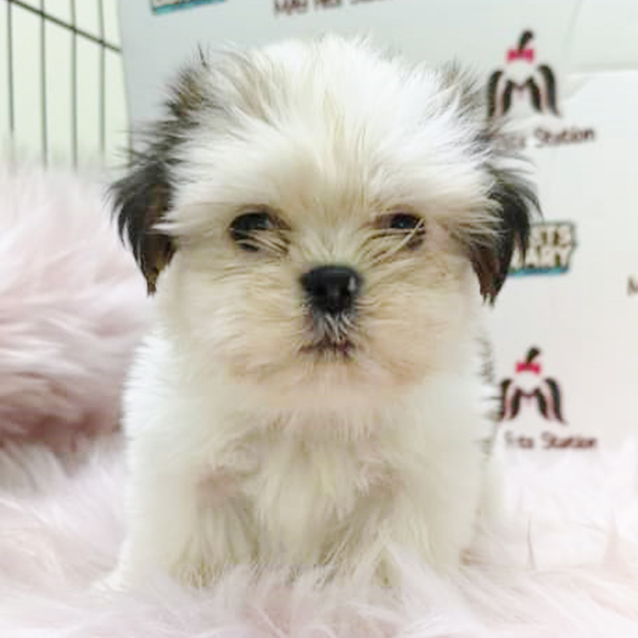 Tri Colour Shih Tzu Puppy (Female) For Sale