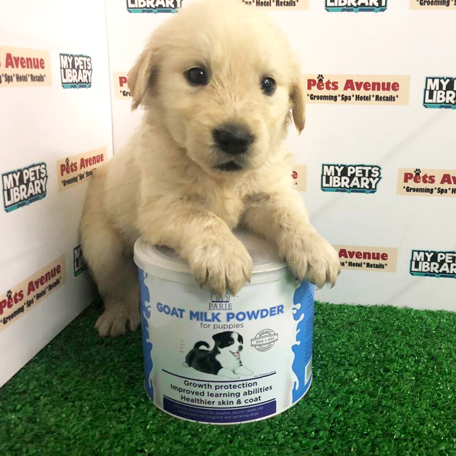 Cream Golden Retriever Puppy For Sale (Female)
