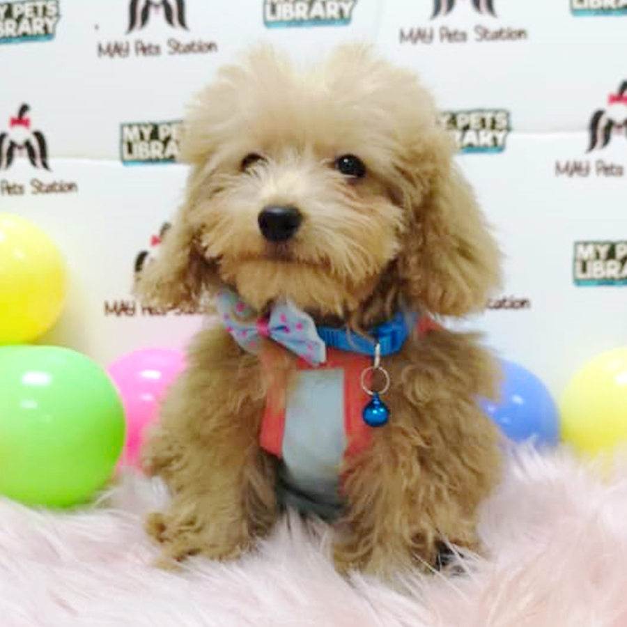 Brown Tiny Poodle Puppy (Male) For Sale