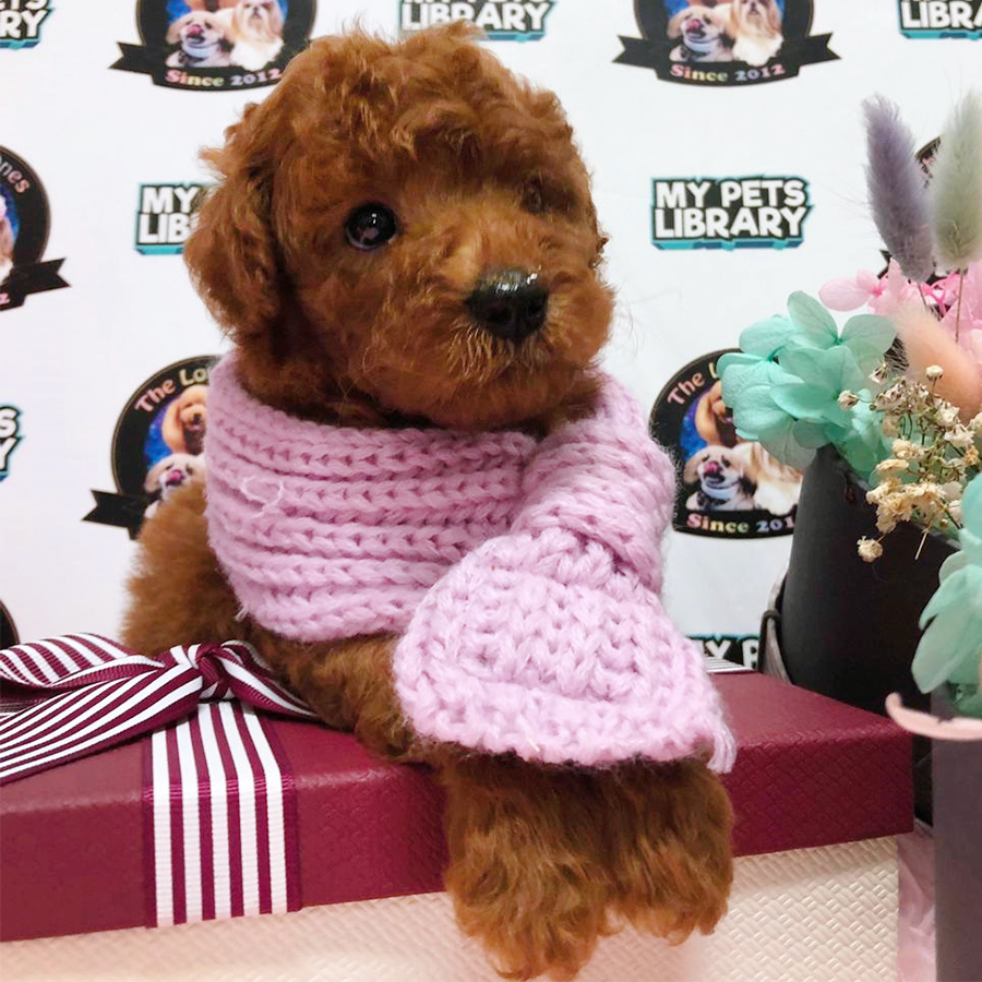 Super Red Teddy Bear Tiny Poodle (Female) For Sale