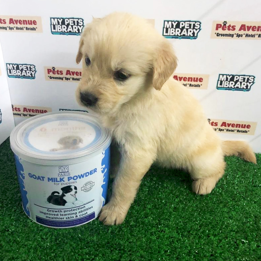Golden Retriever Puppy For Sale (Female)