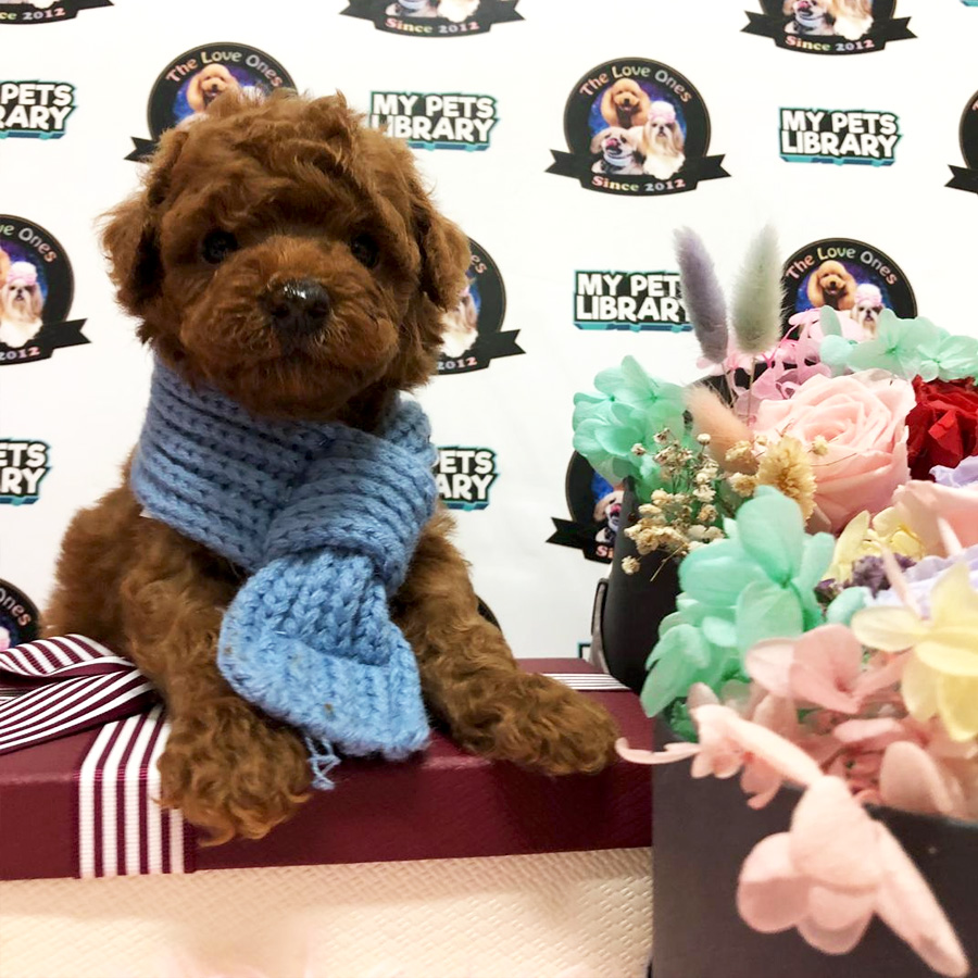 Teddy Bear Tiny Poodle For Sale (Male)