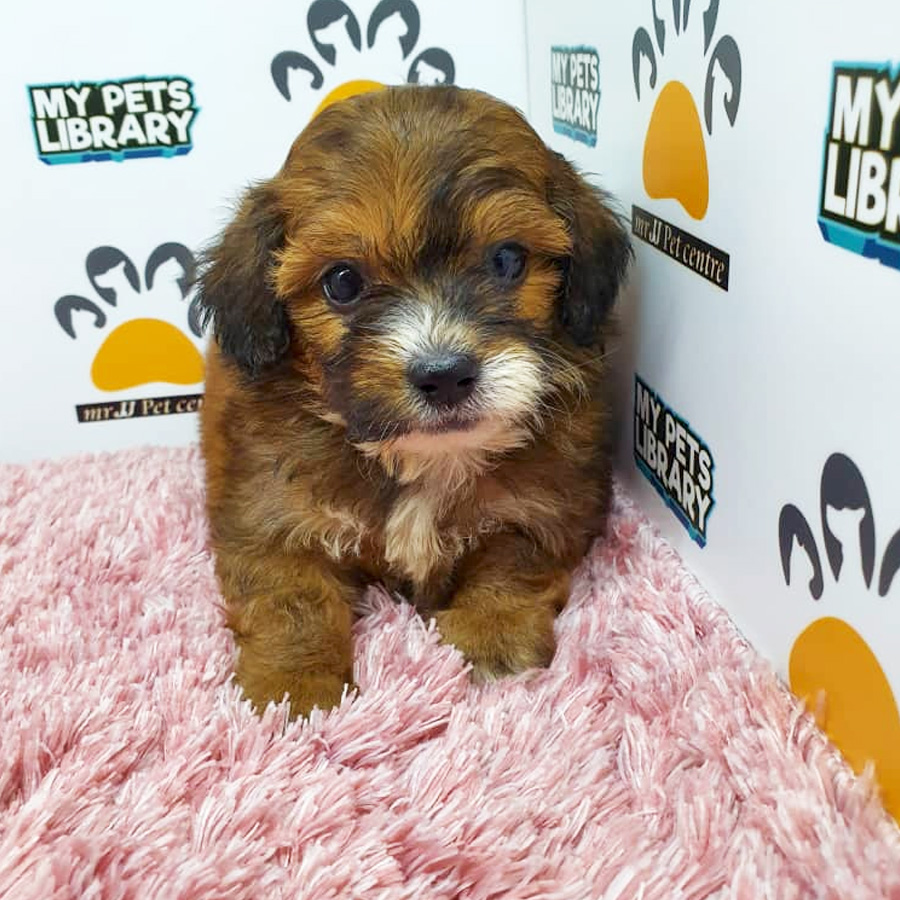 ShihPoo Puppy For Sale (Female)