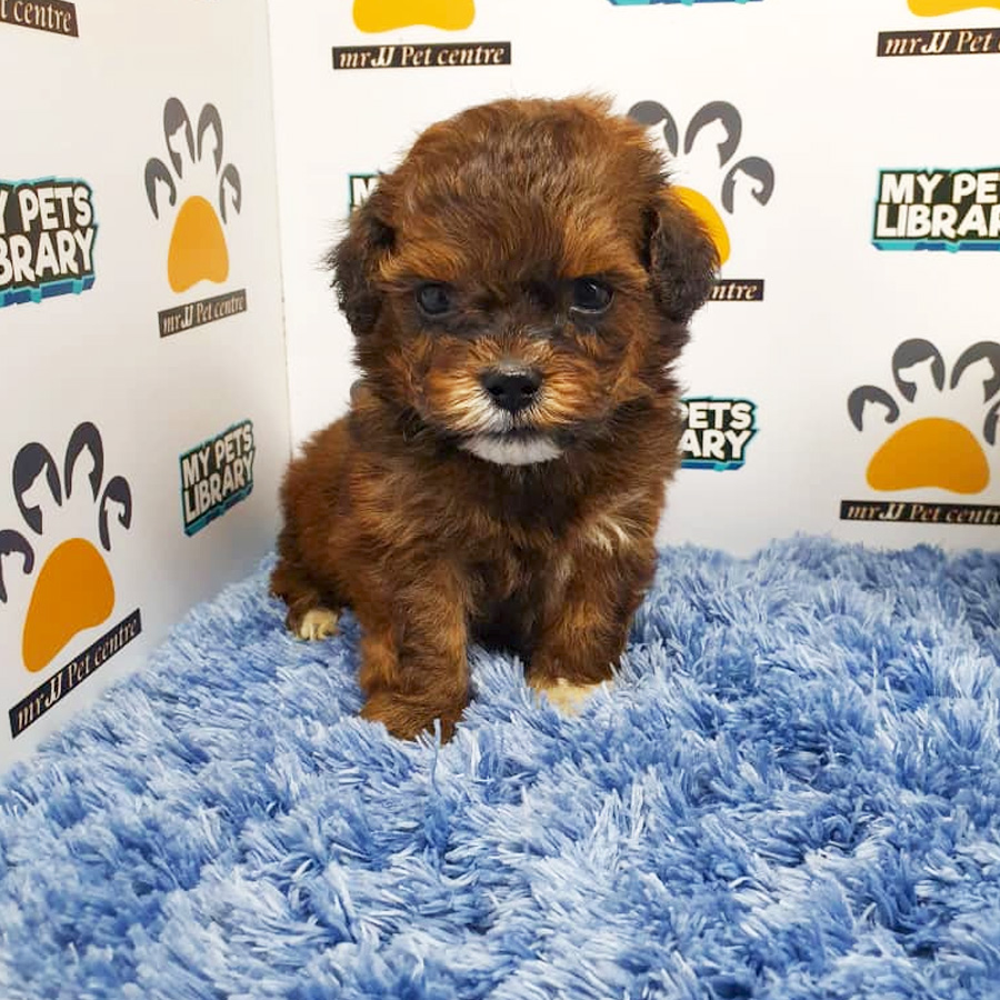 ShihPoo Puppy For Sale (Male)