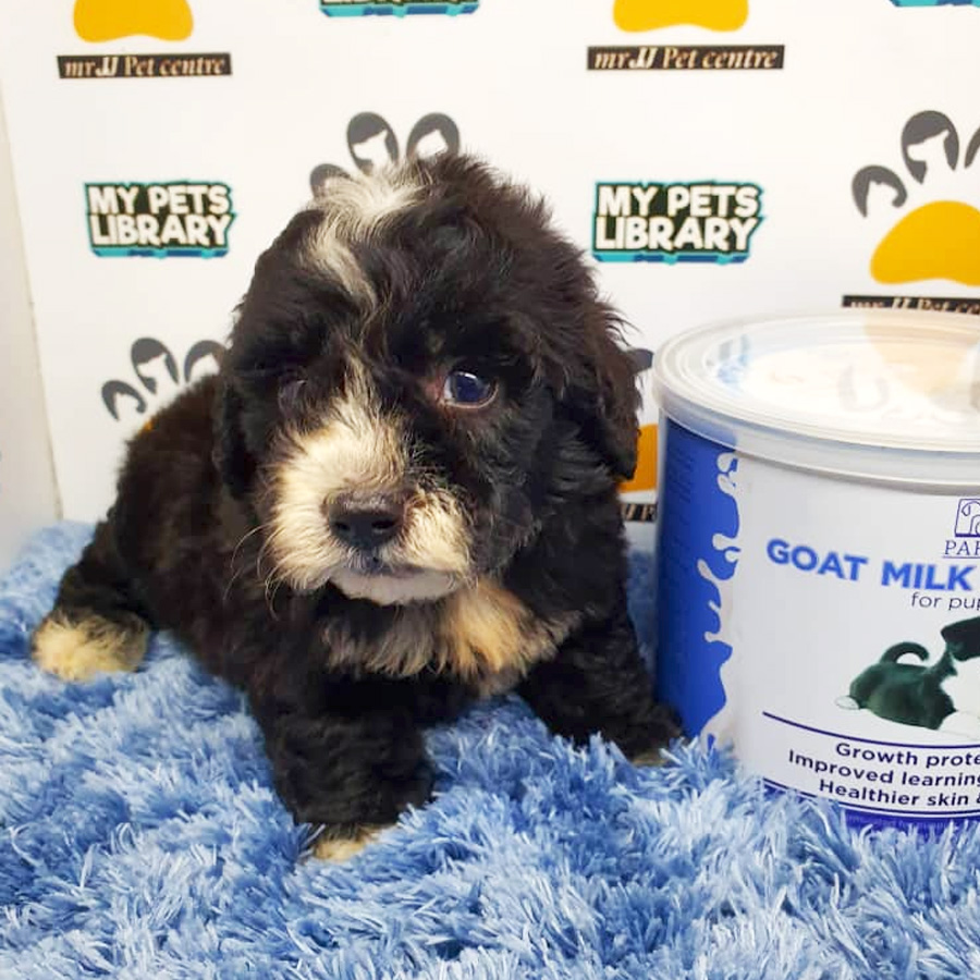Shihpoo Puppy For Sale (Male)