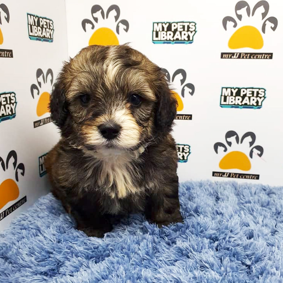 Shihpoo Puppy For Sale (Male)