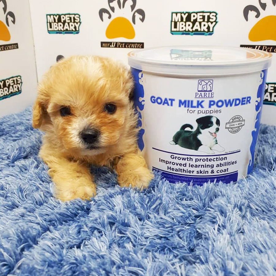 ShihPoo Puppy For Sale (Male)