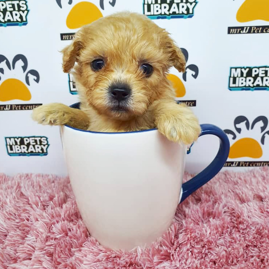 ShihPoo Puppy For Sale (Female)