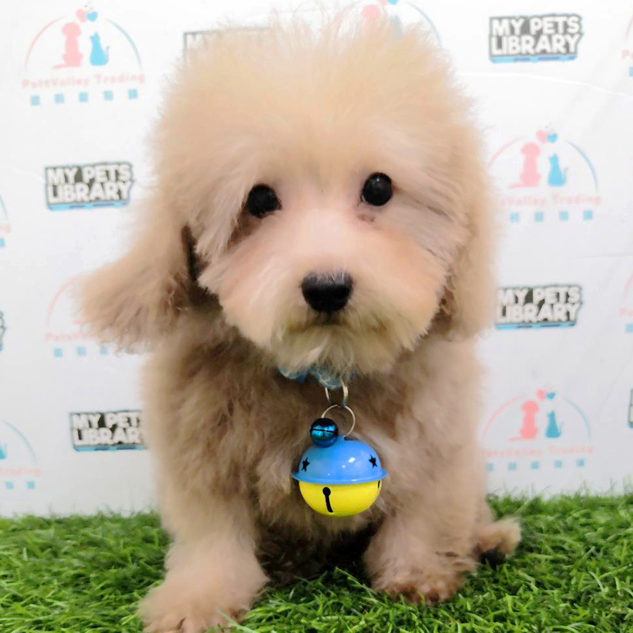 Brown Maltipoo Puppy (Male) For Sale