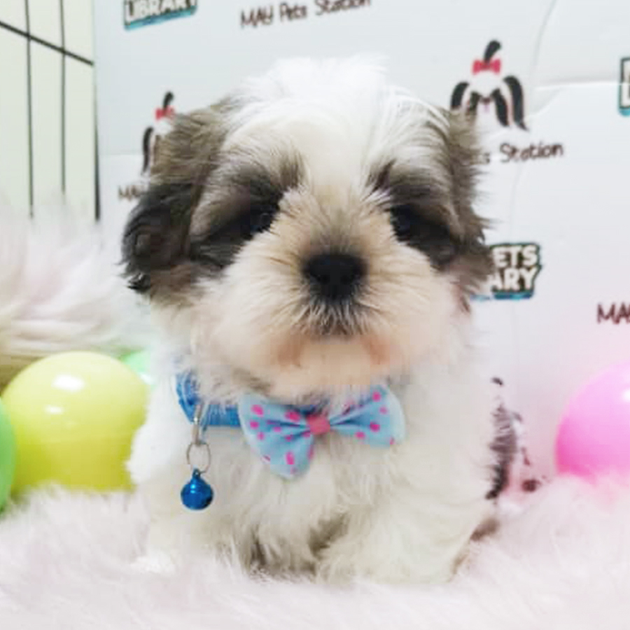 Tri Colour Shih Tzu Puppy (Male) For Sale