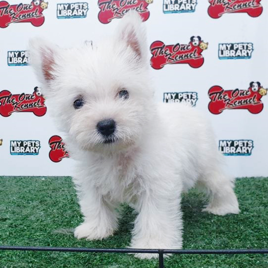 West Highland White Terrier Puppy (Female) For Sale