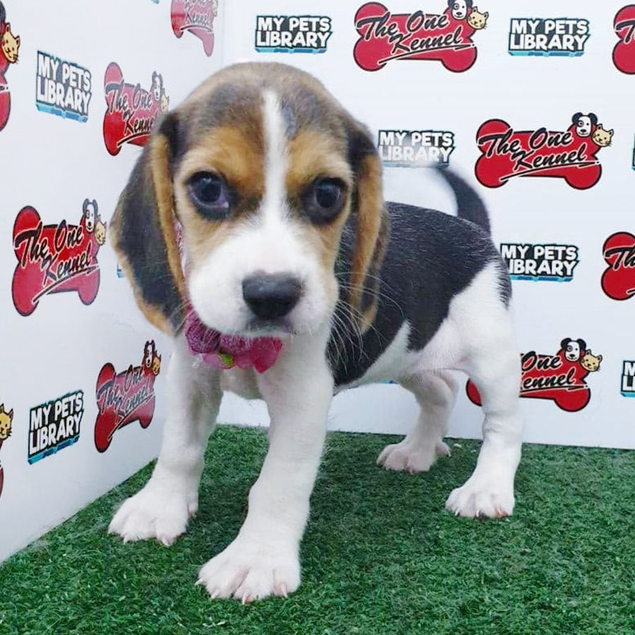 Tri Colour Beagle Puppy (Female) For Sale