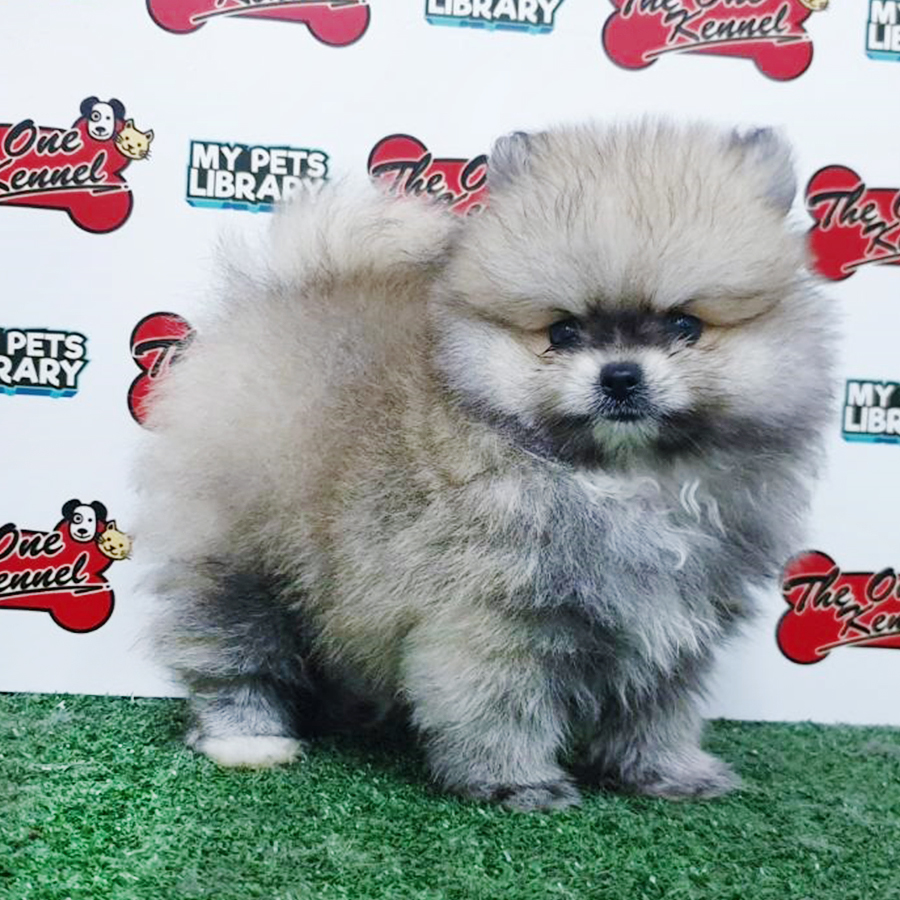 Sable Pomeranian Puppy (Male) For Sale