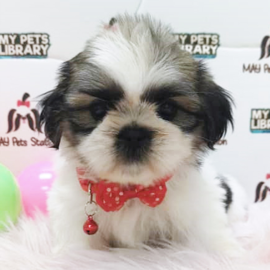 Tri Colour Shih Tzu Puppy (Female) For Sale