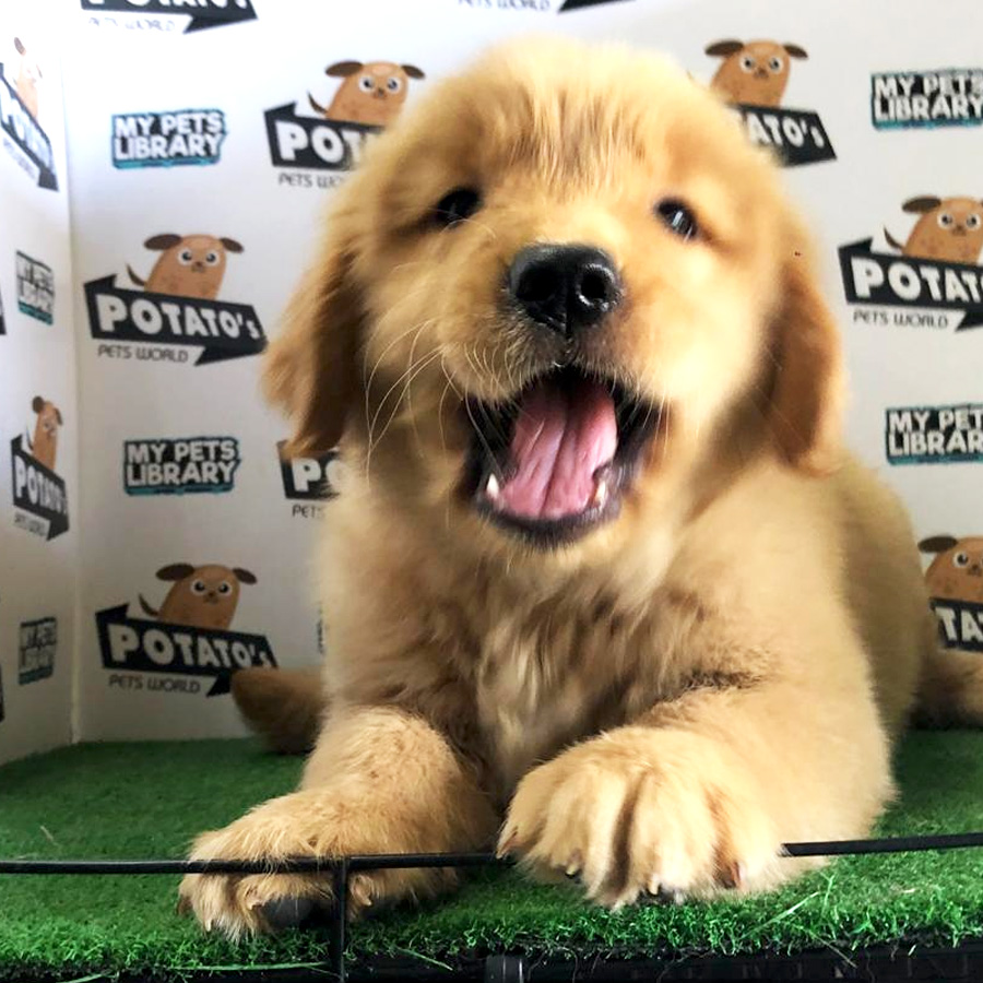 Golden Retriever Puppy For Sale (Male)