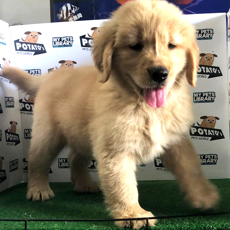 Golden Retriever Puppy For Sale (Female)