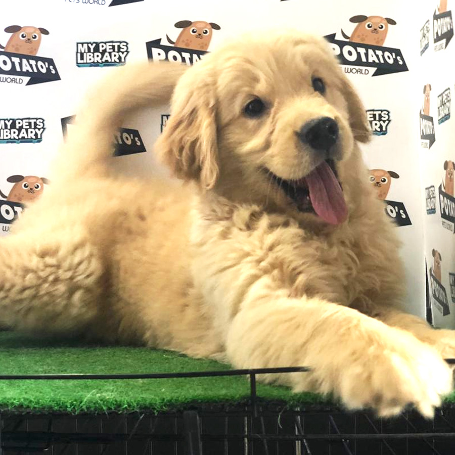 Golden Retriever Puppy For Sale (Female)