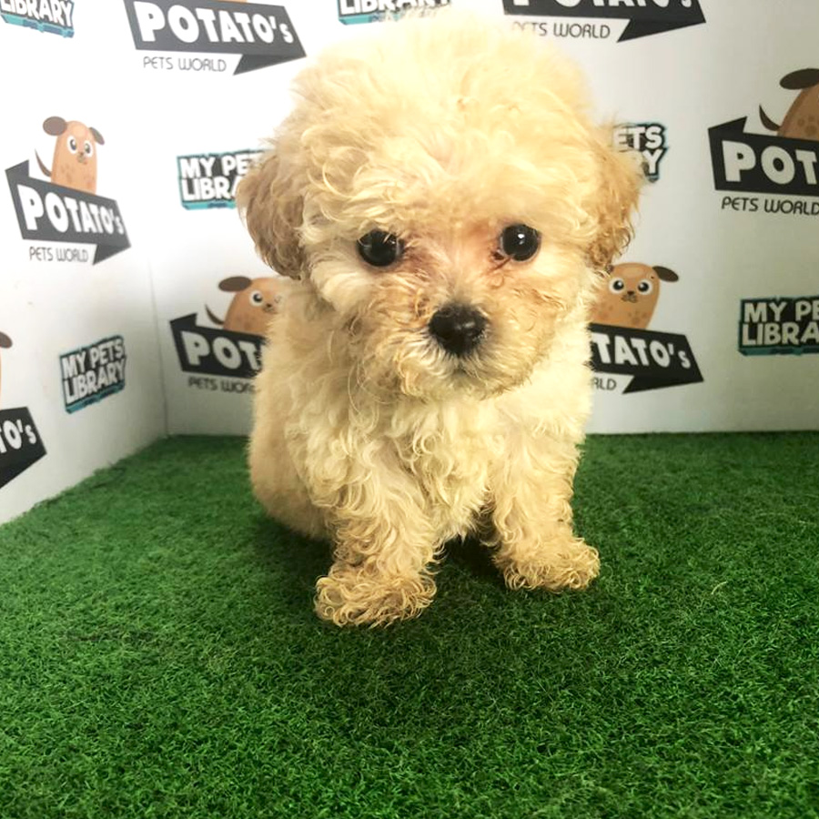Tiny Poodle Puppy For Sale (Female)