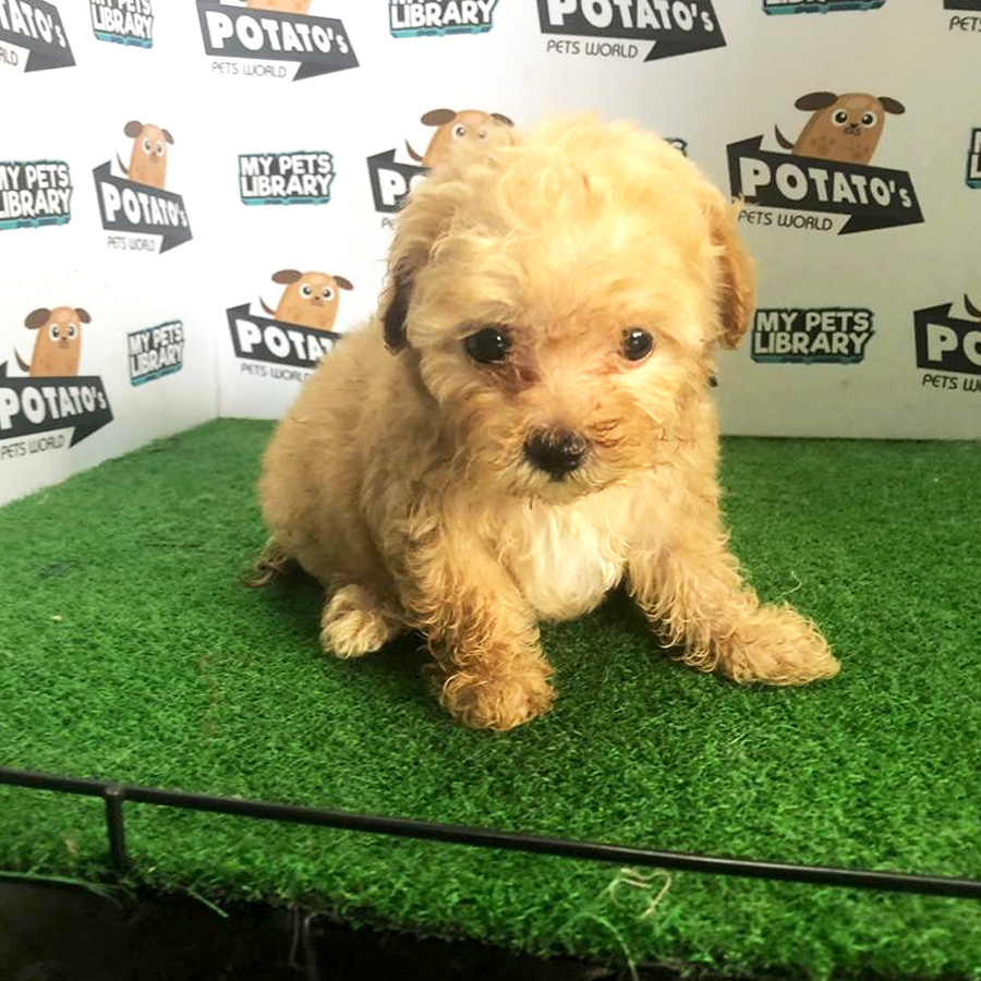 Tiny Poodle Puppy For Sale (Female)