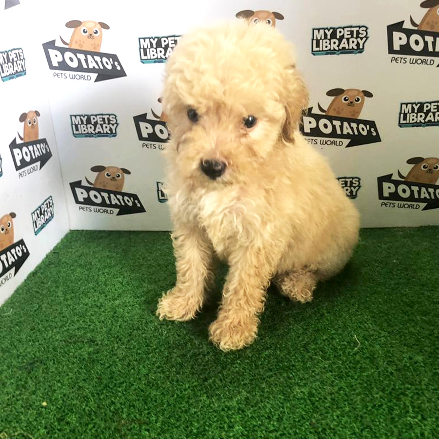 Toy Poodle Puppy For Sale (Male)