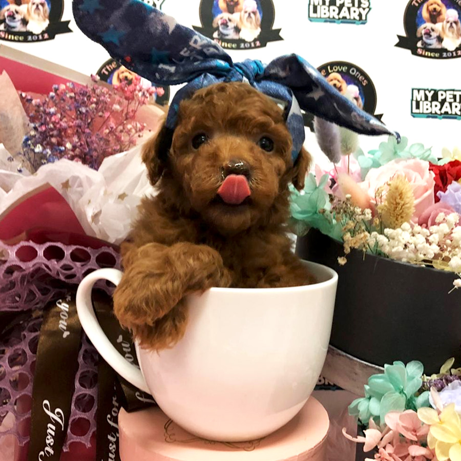 Super Red Tiny Poodle Puppy For Sale