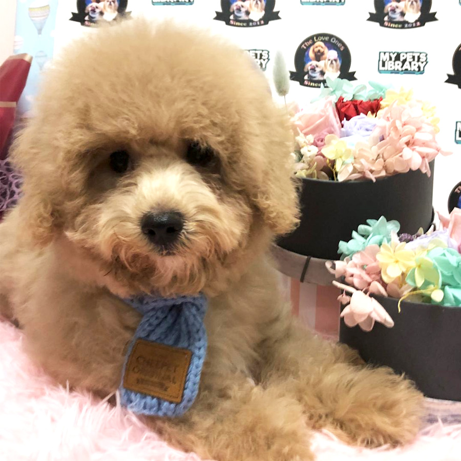 Teddy Bear Tiny Toy Poodle For Sale