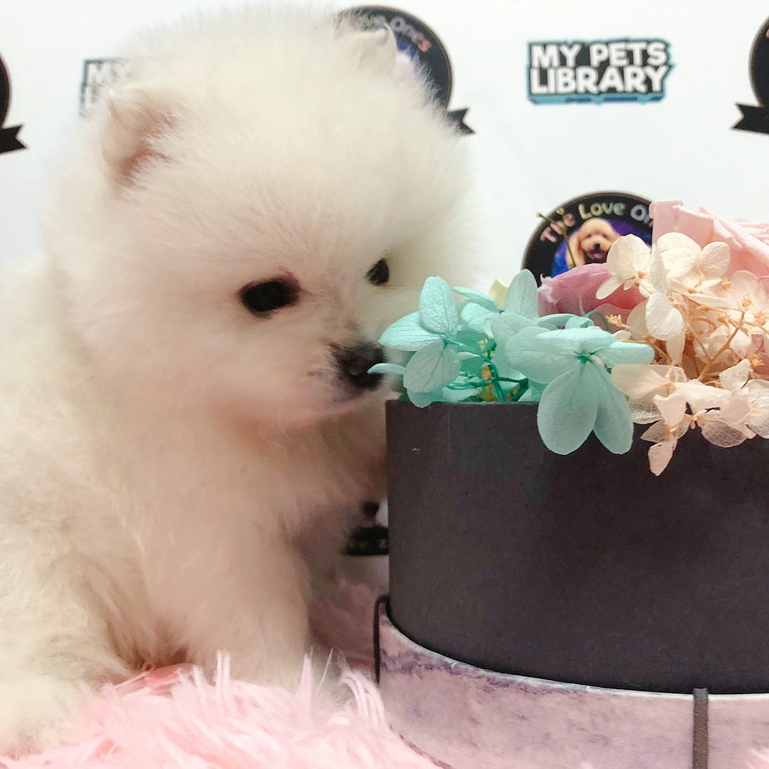 Tiny Teacup Bear Pomeranian Puppy For Sale