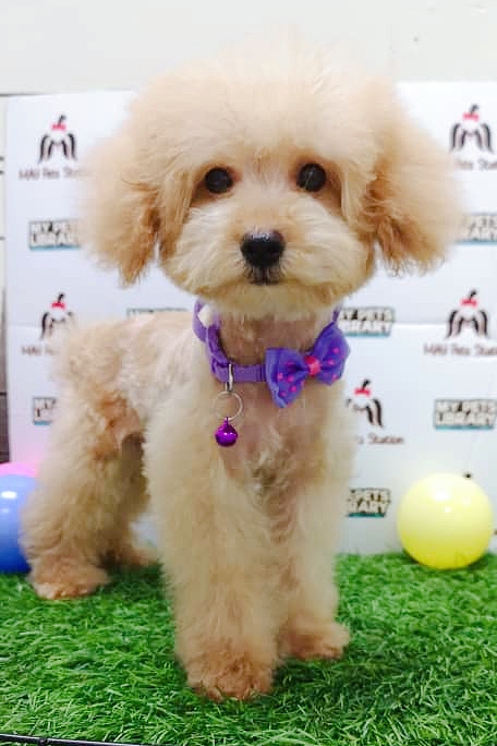 Toy Poodle Puppy For Sale (Male)