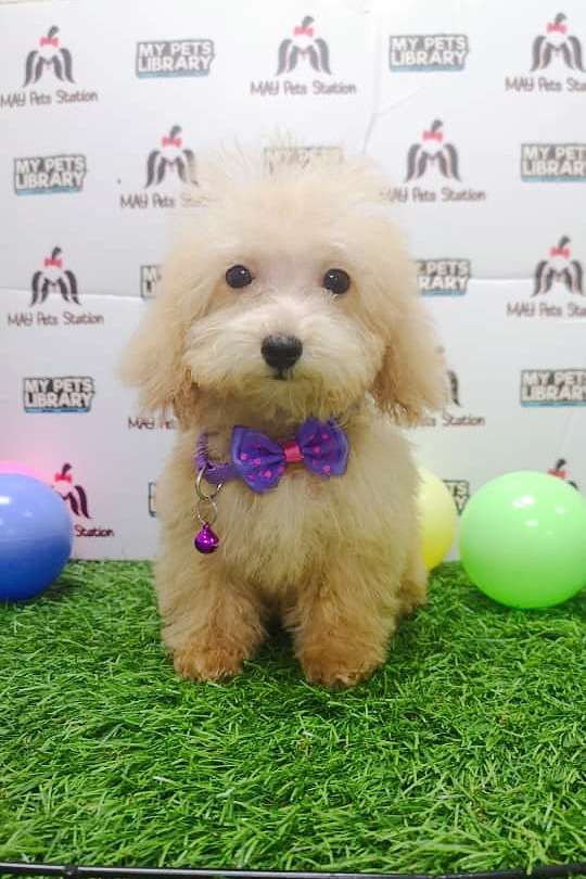 Toy Poodle Puppy For Sale (Male)