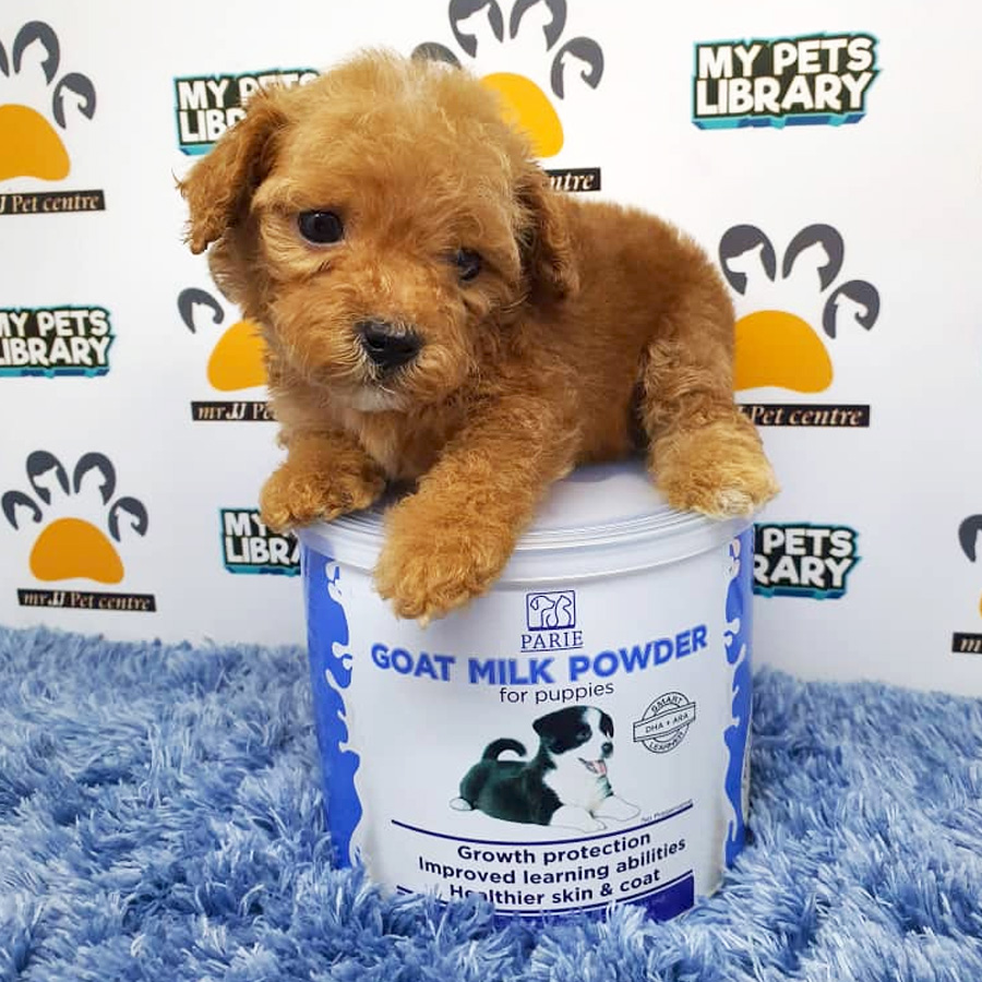 Tiny Poodle Puppy For Sale (Male)