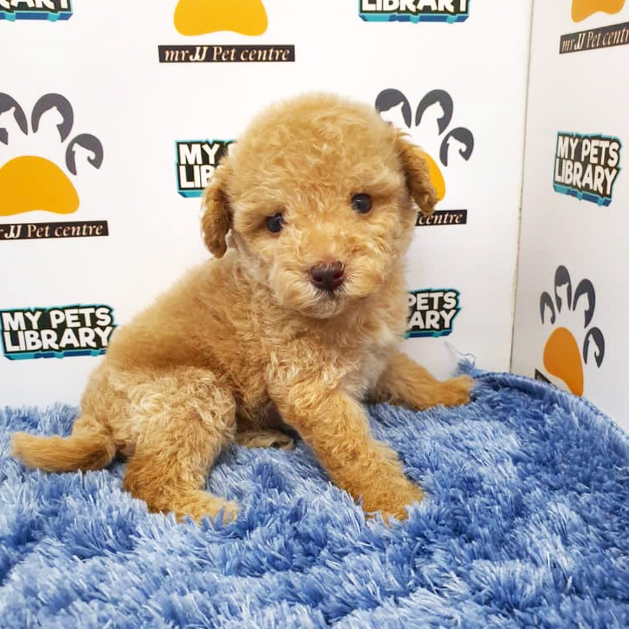 Tiny Poodle Puppy For Sale (Male)