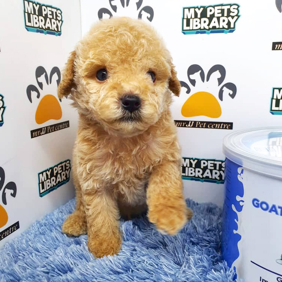 Tiny Poodle Puppy For Sale (Male)