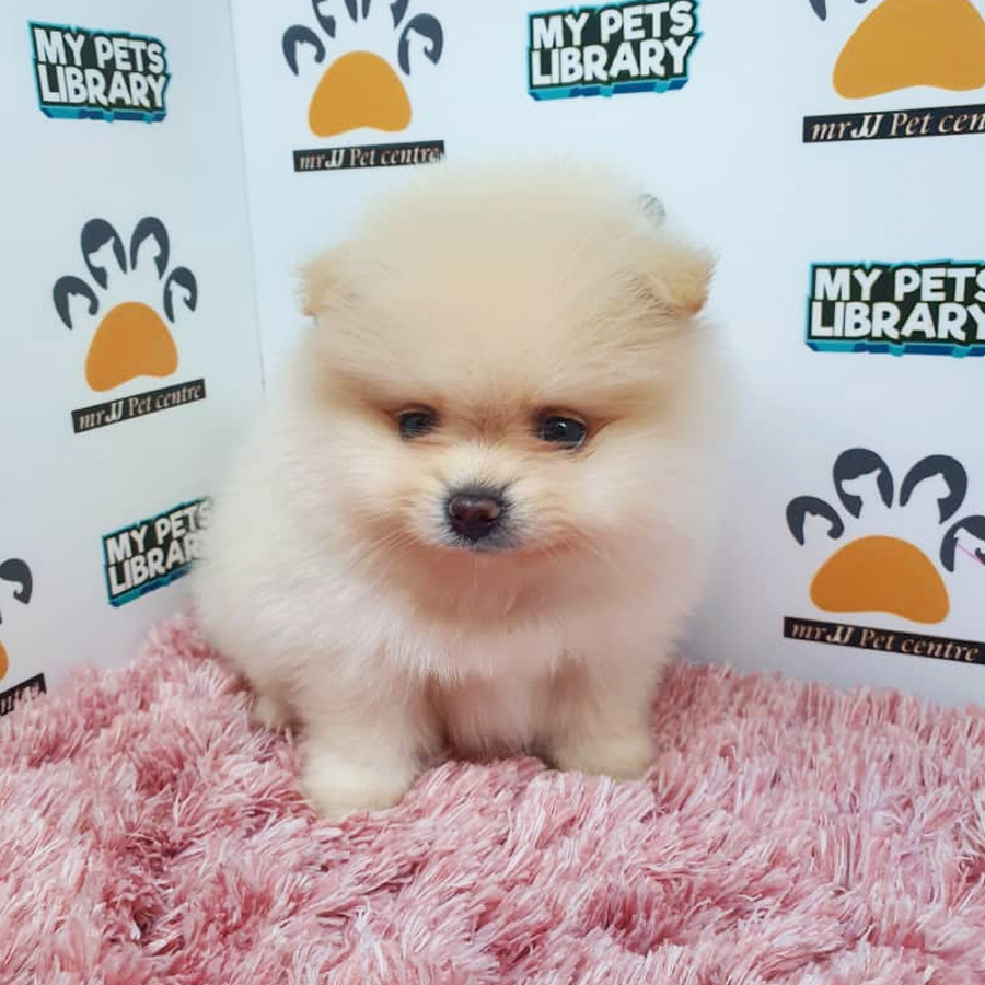 Pomeranian Puppy For Sale (Female)