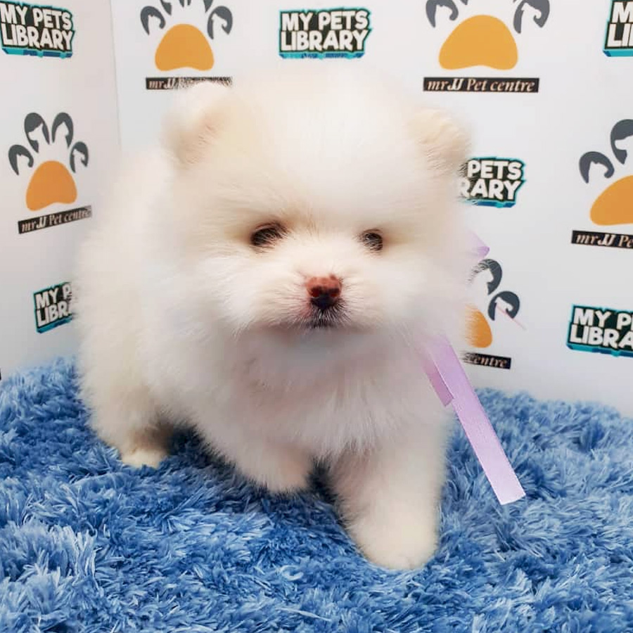 Pomeranian Puppy For Sale (Male)