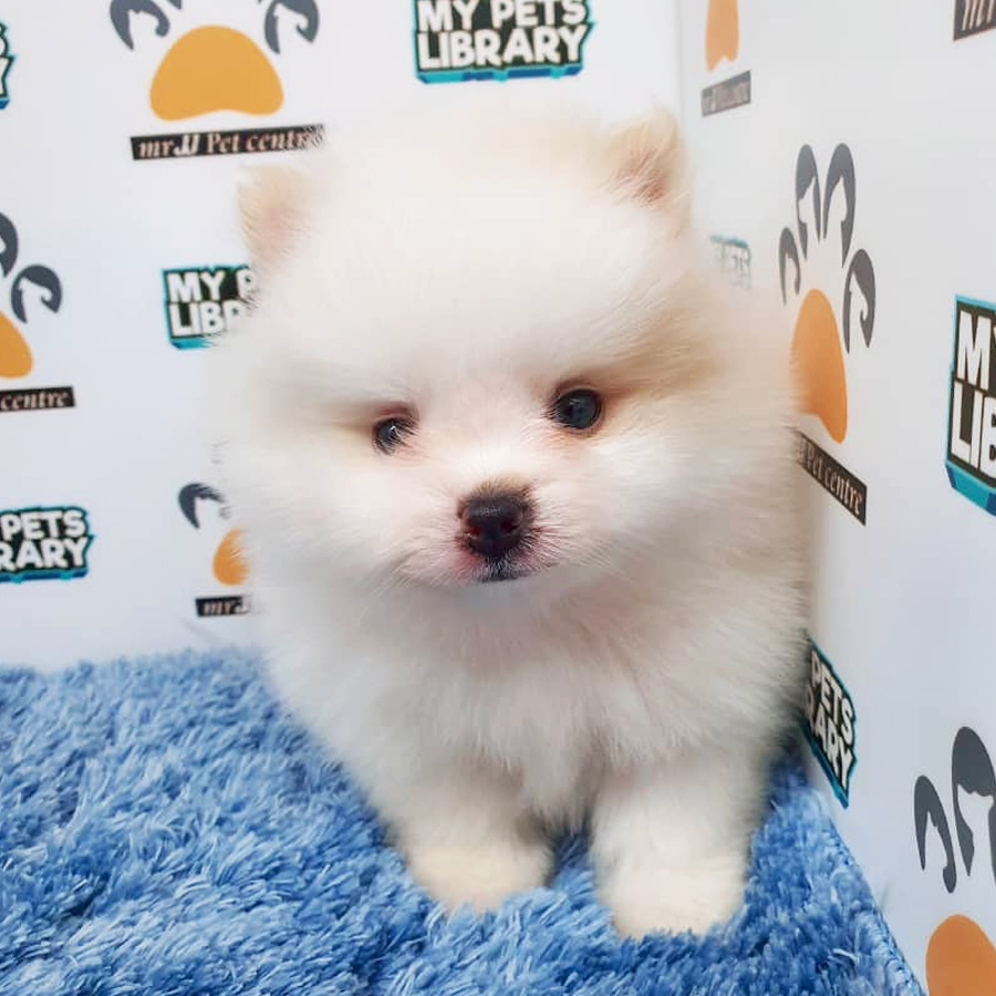 Pomeranian Puppy For Sale (Male)